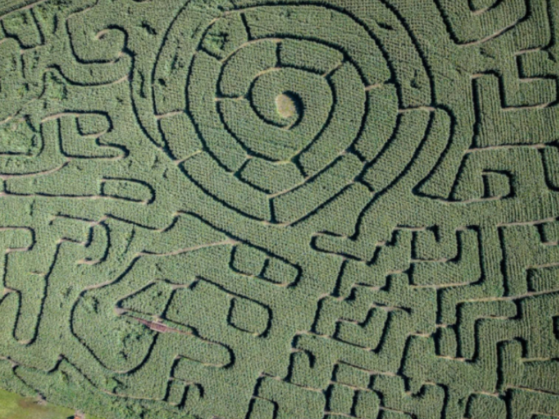 Corn Maze