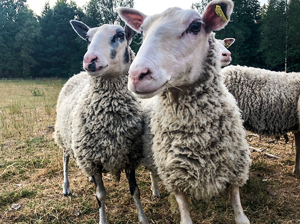 Farm Animals