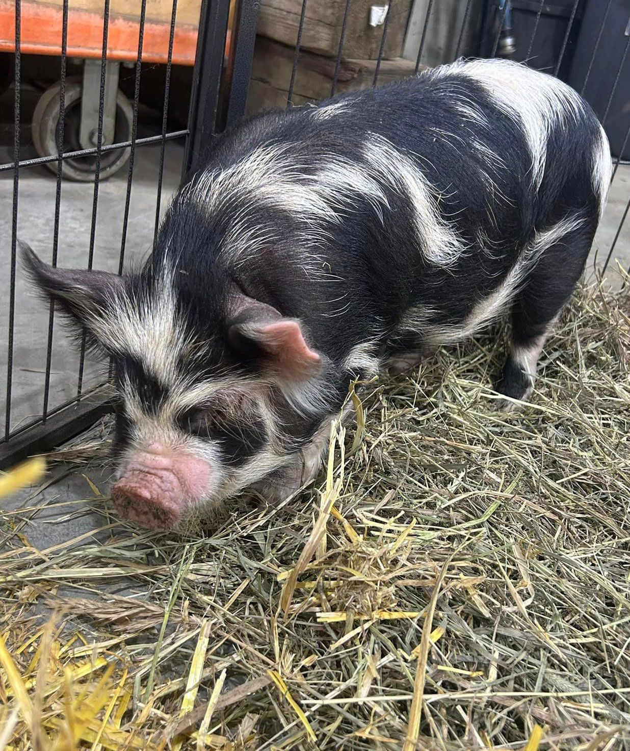 Pig Pen