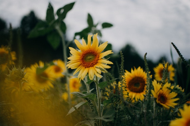Sunflower Patch